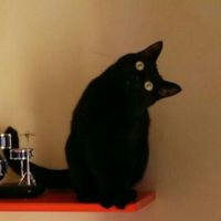 Animaletti in casa - 1