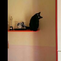 Prenderete un animale domestico? Quale? - 1