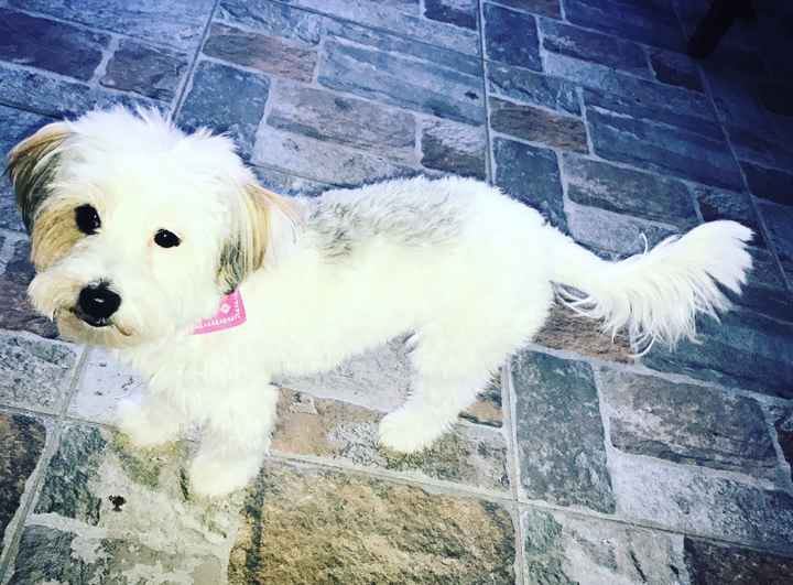 Vivere insieme ad...un animale domestico! - 2