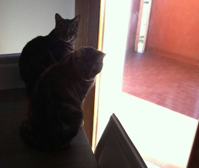 I nostri amici a 4 zampe - 1