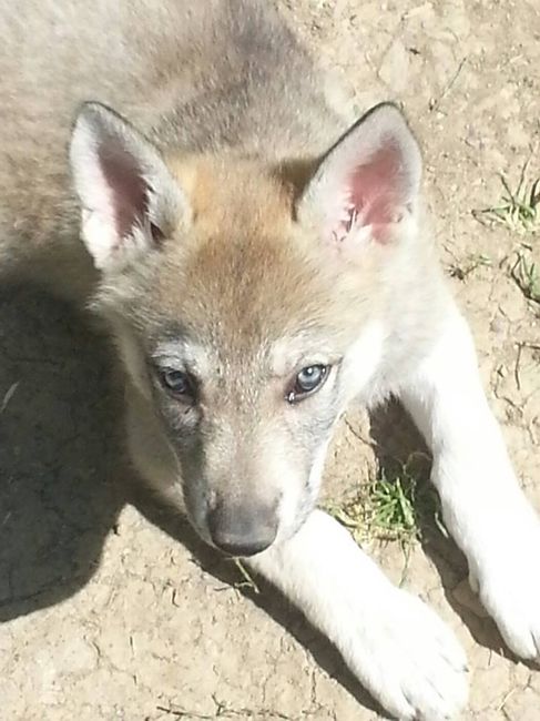 Zen, amore a prima vista