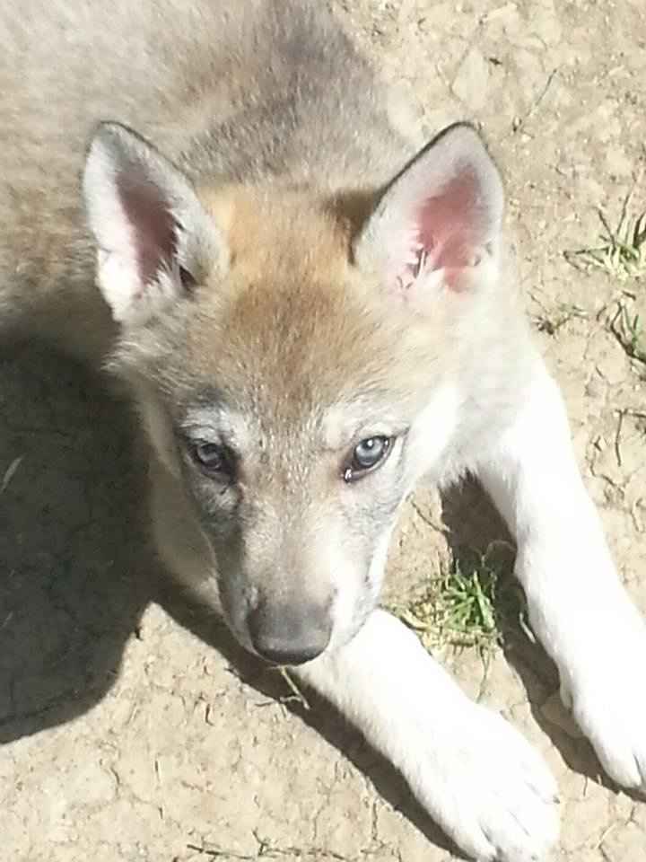 Zen, amore a prima vista