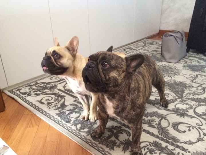 Consiglio razza cane!!!!!! - 1