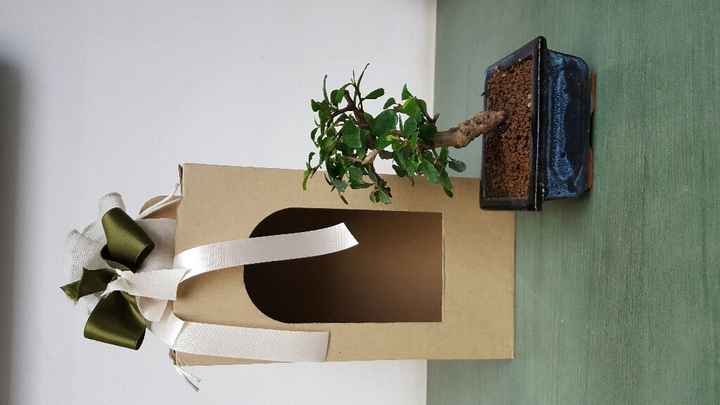 Bomboniere bonsai - 1