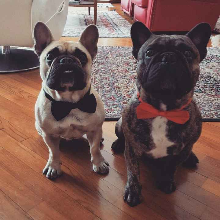 I nostri amici pelosi pronti per le nozze - 1