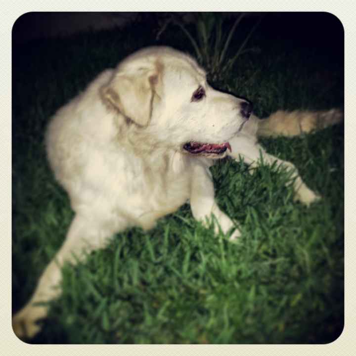 I nostri amici animali.. - 1