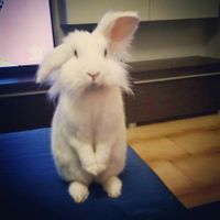 Collaboratori pelosi ❤️ - 1