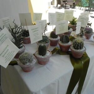 Tableu mariage con piantine - 6