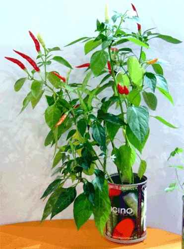 Per le amanti delle piantine come bomboniera - 2