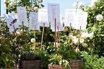 Tableu mariage con piantine - 4