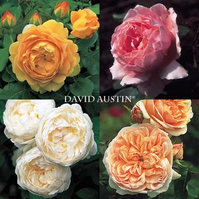 Bouquet di peonie a fine luglio - 1