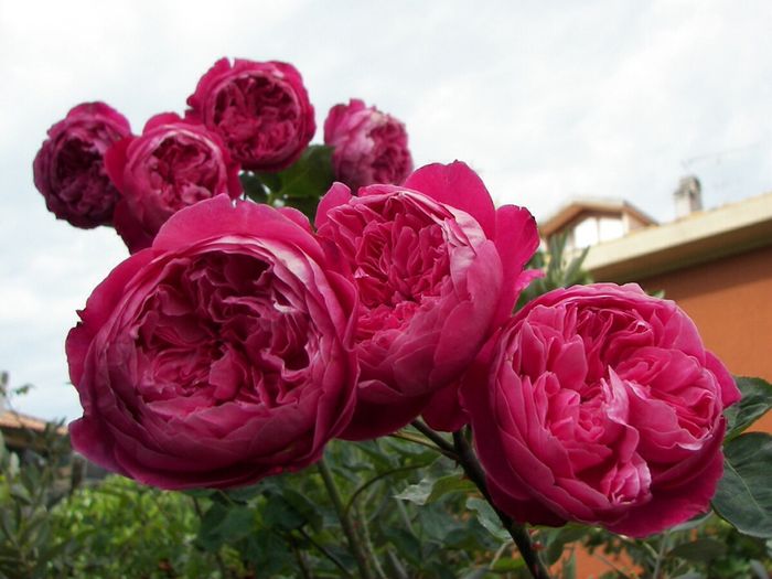 Bouquet di rose inglesi per sposine estive! - 3