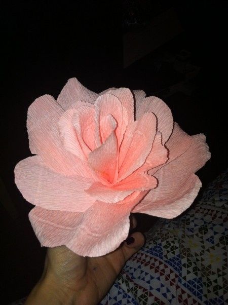 rosa di carta cresps