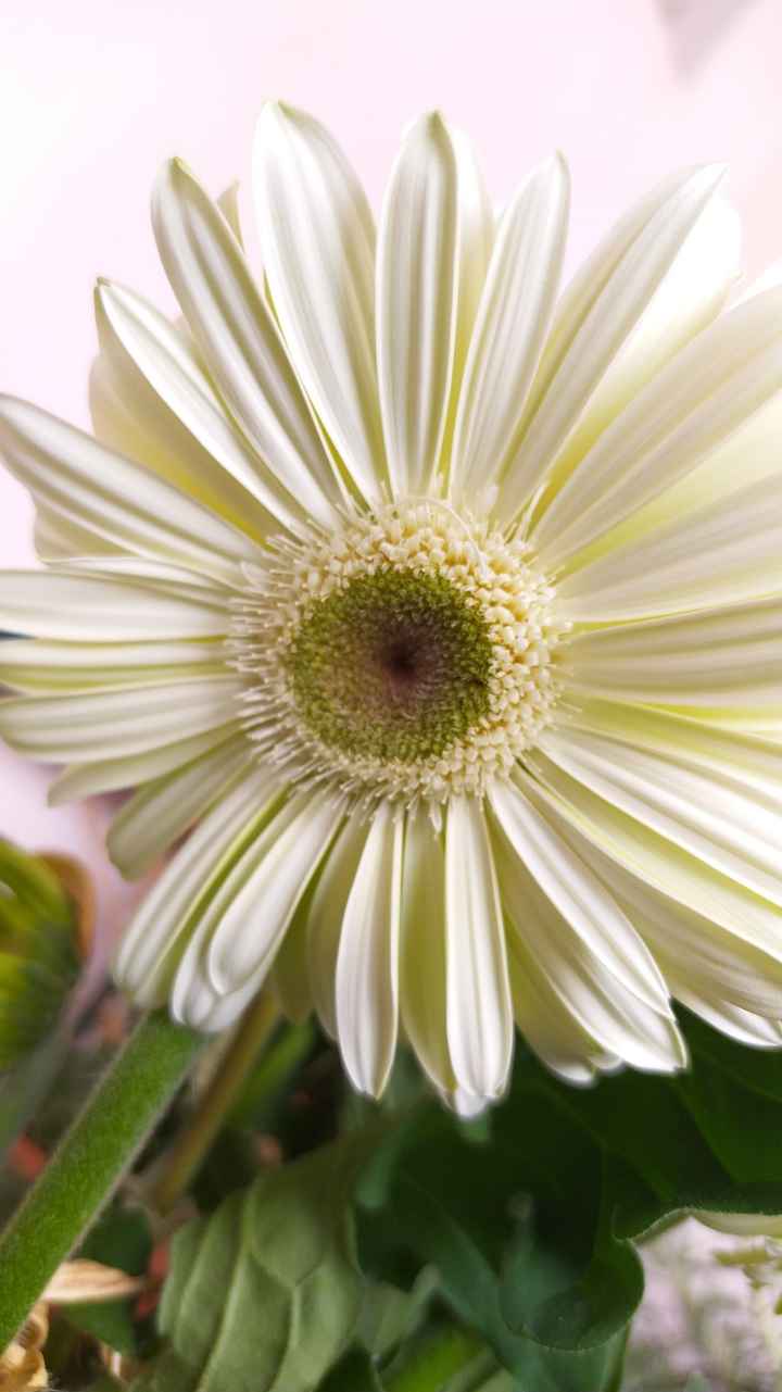 Bouquet promessa di matrimonio - 1