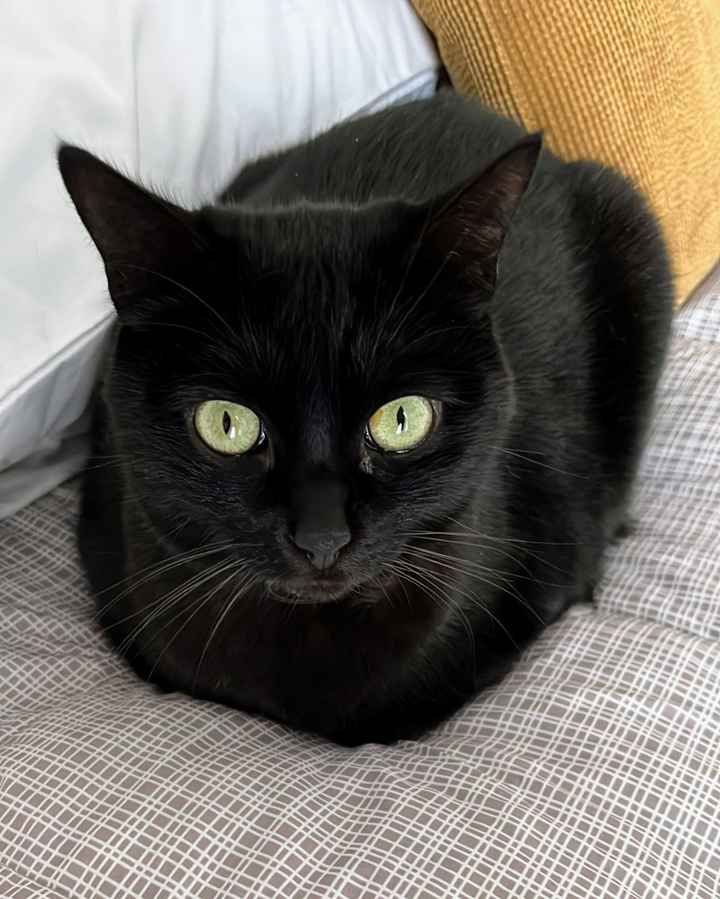 Luna di miele con animali domestici: sì o no? - 1