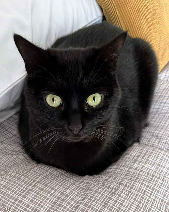 Animali domestici - 1