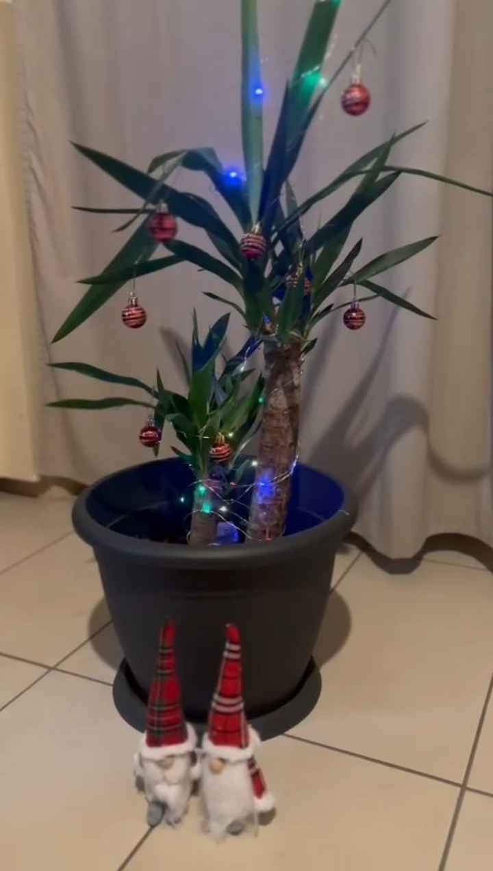 L’albero di Natale! 🎄 - 1