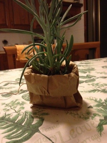 Bomboniere: piante aromatiche - 1