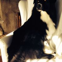 Vorrei tanto.... un cucciolo! - 1