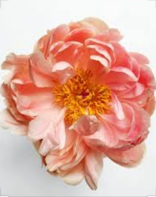 Allestimento chiesa 4