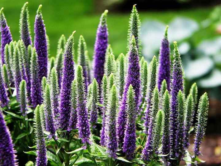 Treehouse wedding fiorista piacenza - sconsigliato, altro che premium - 1