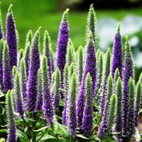 Treehouse wedding fiorista piacenza - sconsigliato, altro che premium - 1