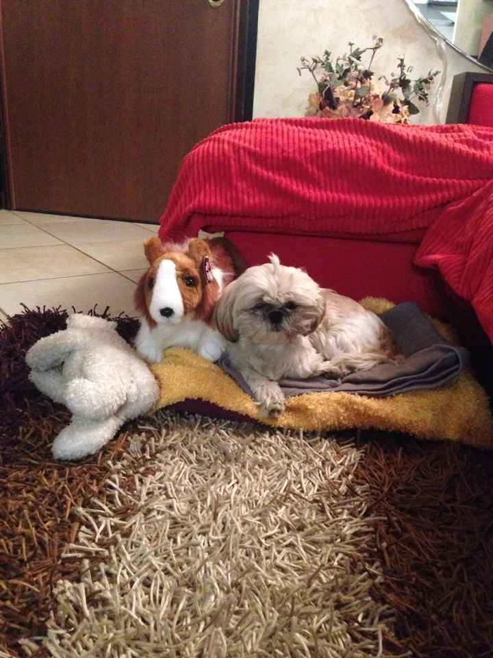 La nostra bambina pelosetta... - 1