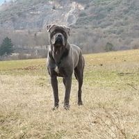 Cuccioli - 1