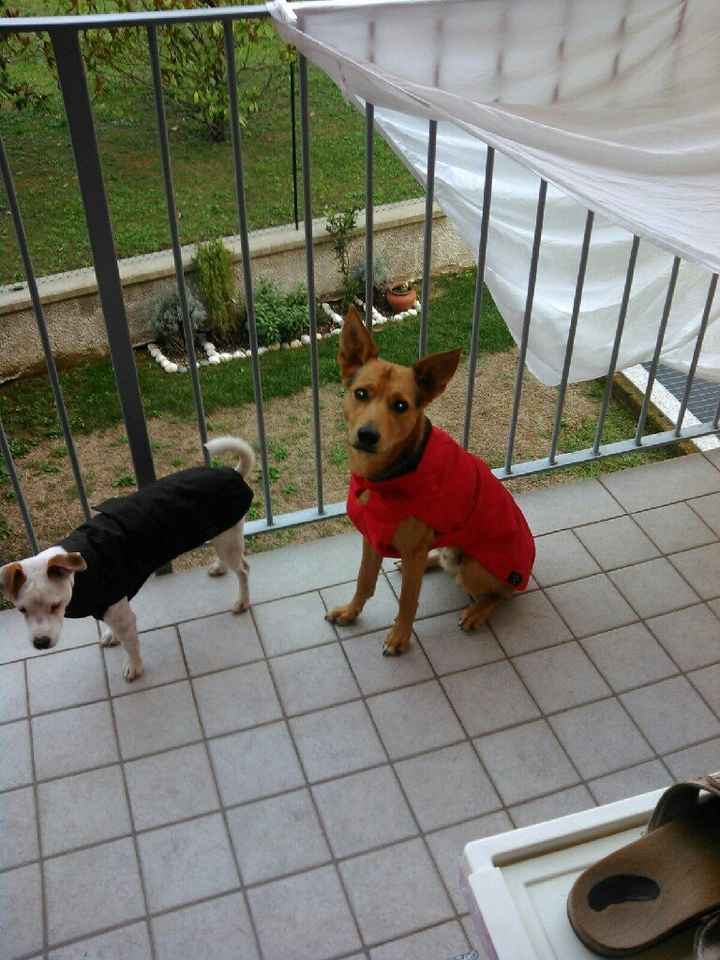 Cani al matrimonio - 1