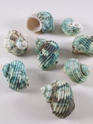 conchiglie blu