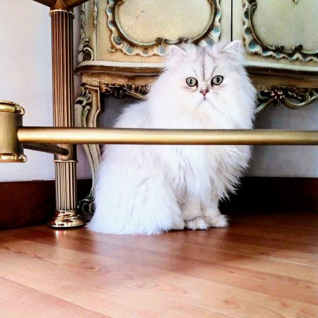 L'animale del cuore 7