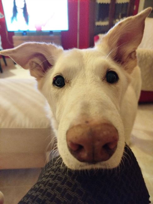 E se il tuo animale fosse il tuo testimone di nozze? 5