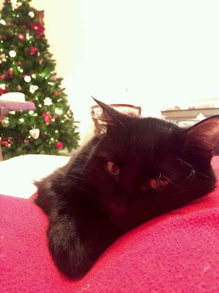 I nostri amici a 4 zampe - 2