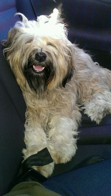 I nostri amici a 4 zampe - 1