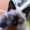 Gisel