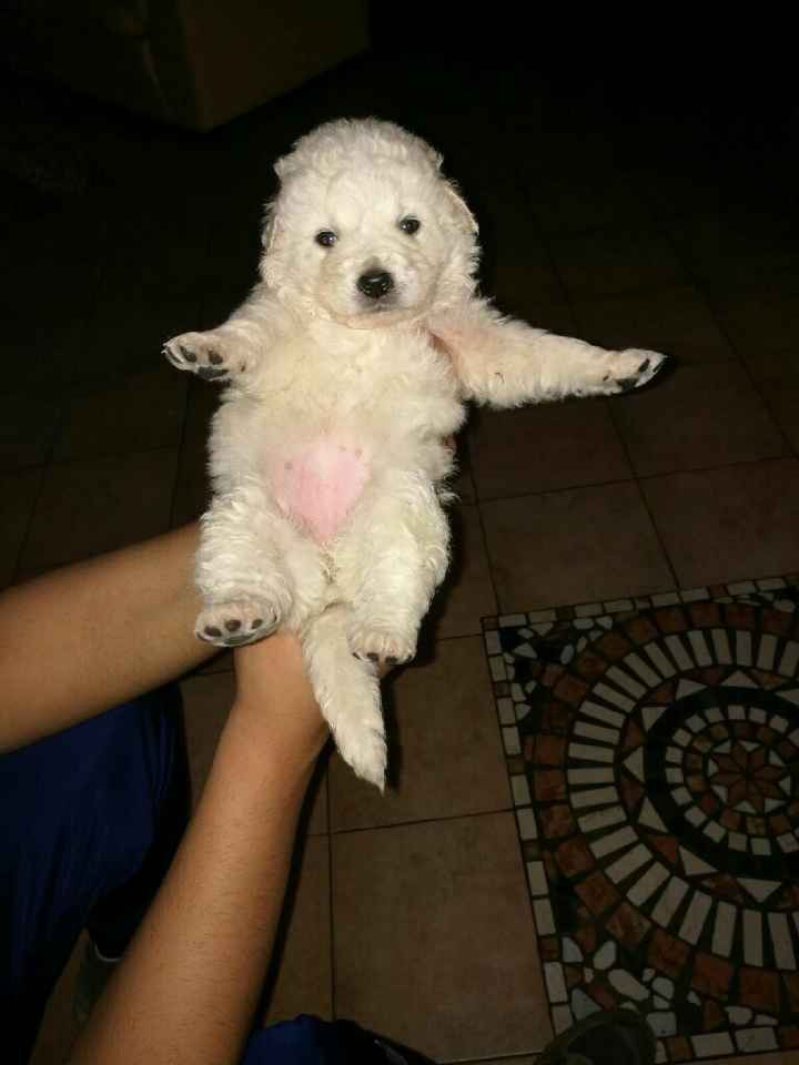 Prenderete un animale domestico? Quale? - 1