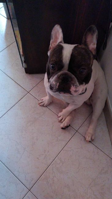 Foto con amici pelosetti 🐾 quante di voi? 5