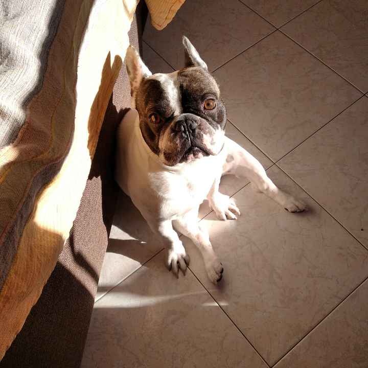 Amici a 4 zampe: come li gestirete il grande giorno? - 1