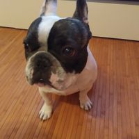 i nostri amici animali - 1