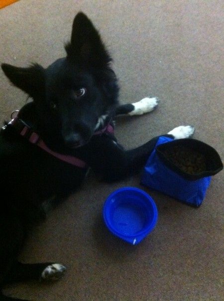 Oggi vi presento i nostri "mimmi" :) - 2