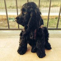 Le foto dei vostri animali - 1