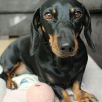 I nostri amici a 4 zampe - 1