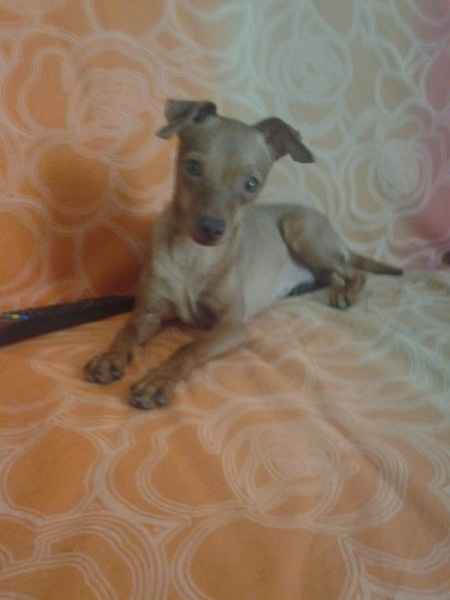 Oggi vi presento i nostri "mimmi" :) - 2