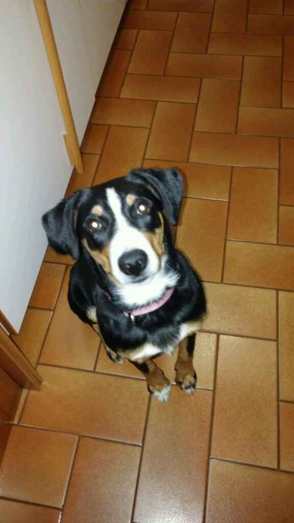 Too cute: i vostri amici animali - 1