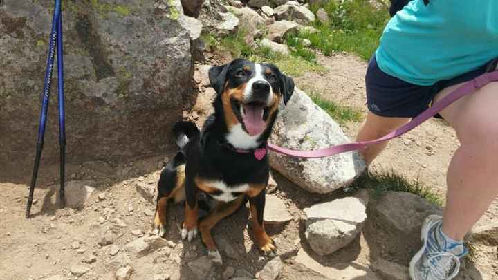 Io, mio marito e il cane - 1