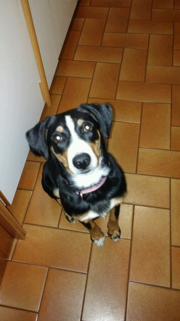 Too cute: i vostri amici animali - 1