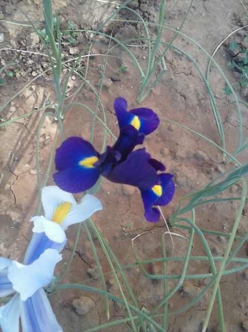 gli iris blu e azzurri del mio giardino