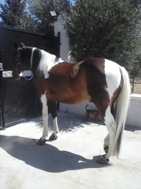 lui si chiama Pegaso