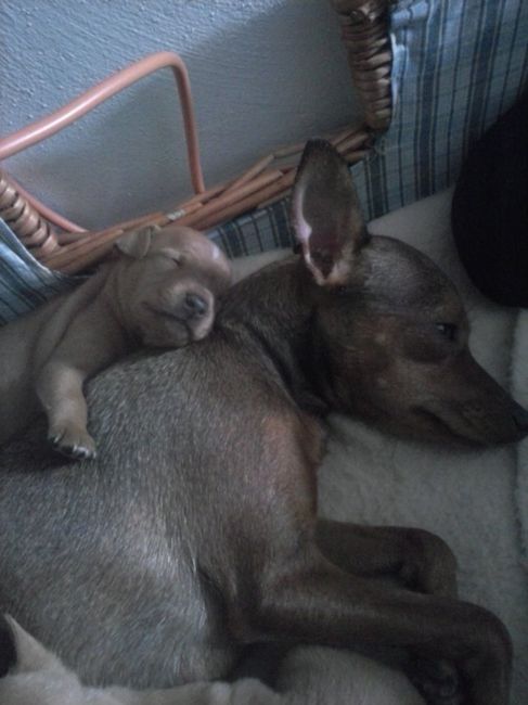 i cuccioli della mia piccola