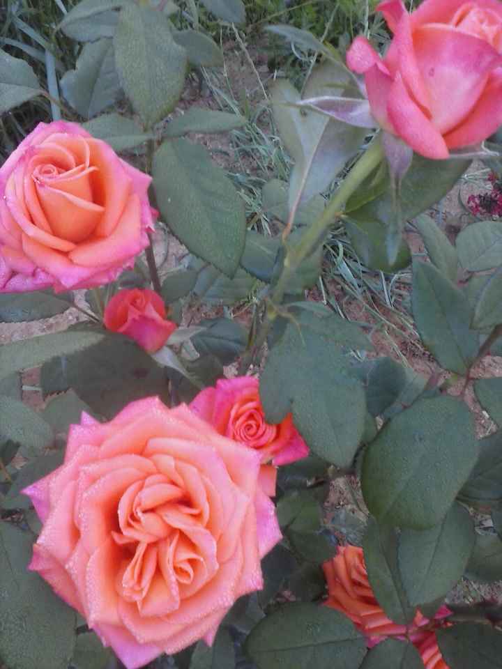 i fiorellini che ho piantato in giardino